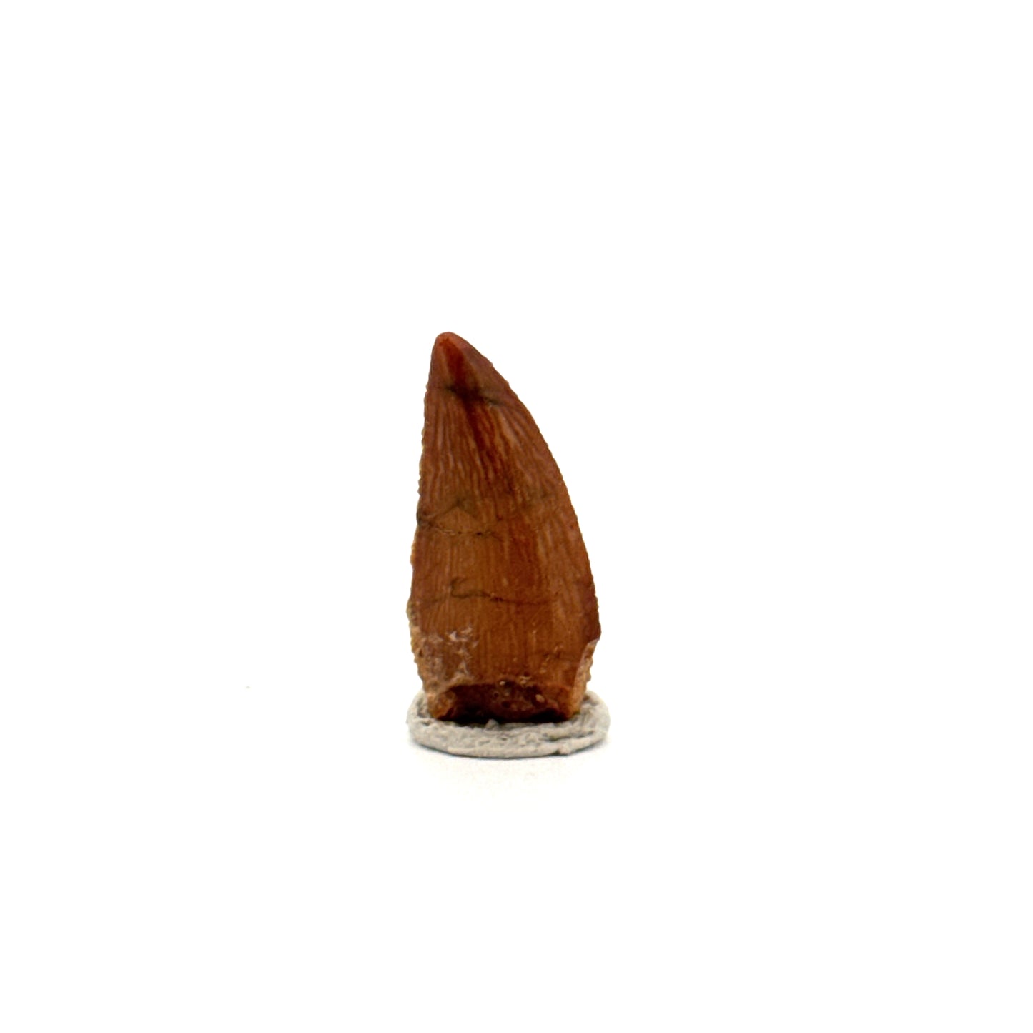 Abelisaurid fossil dinosaur tooth from Kem Kem, Morocco (0.82")