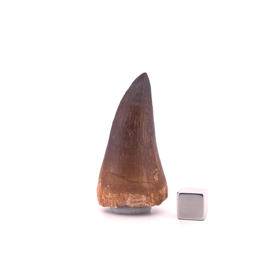 Mosasaurus tandfossiel uit het Laat-Krijt, Marokko (1.93 inch)