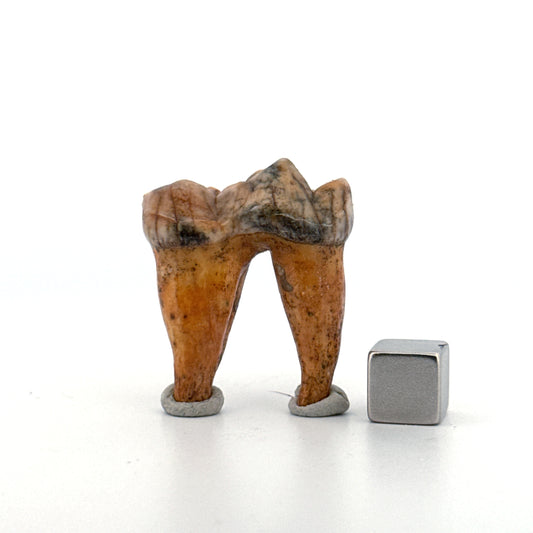 Cave Bear (Ursus spelaeus) molar from pleistocene, Rumania | 1.37"