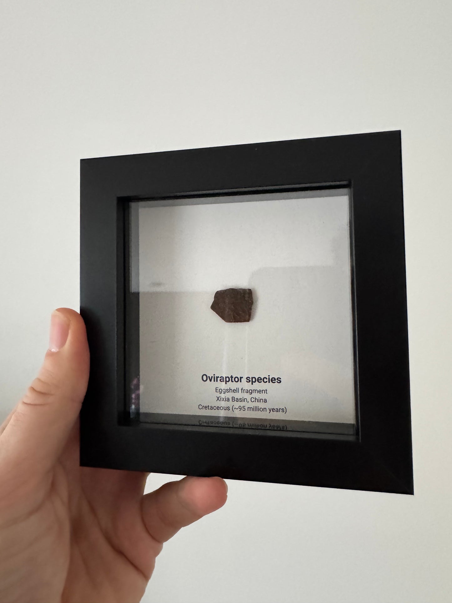 Decorative Oviraptor Species Dinosaur Eggshell Fossil in picture frame