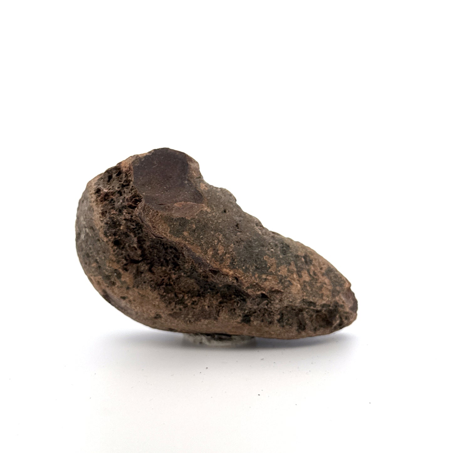 Fossiel walvisoorbotje uit de regio Antwerpen, Mioceen walvisachtig trommelvliesbulla (3,57 inch)