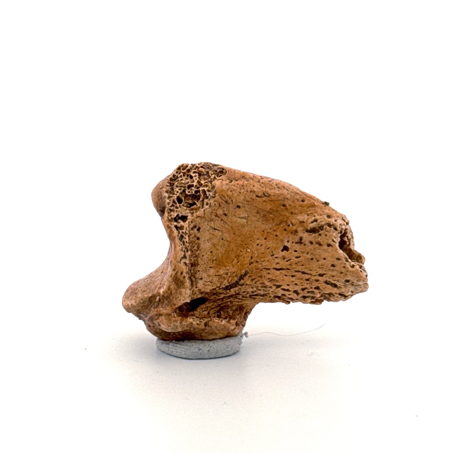Cave Bear Claw (Ursus spelaeus), Distal phalanx Fossil (1.46") from Pleistocene, Romania