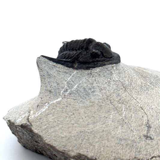 Devonian Proetid Trilobite from Morocco | 1"