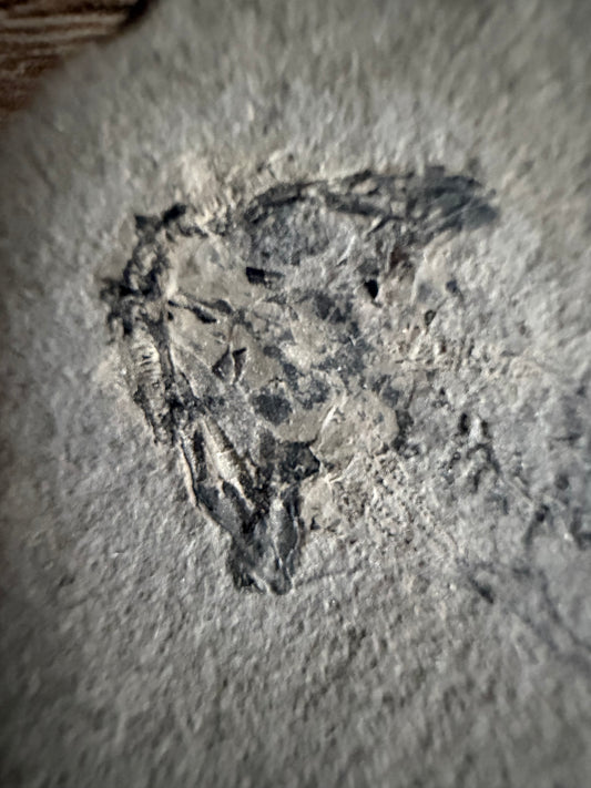 Permian temnospondyl Amphibian Fossil from Germany | 2.75"