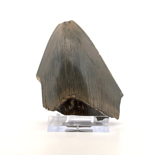 Megalodon Tooth Fragment from Indonesia | 3.18"