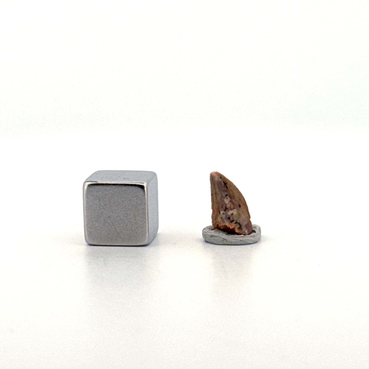 Abelisaurid fossil dinosaur tooth from Kem Kem, Morocco (0.40")