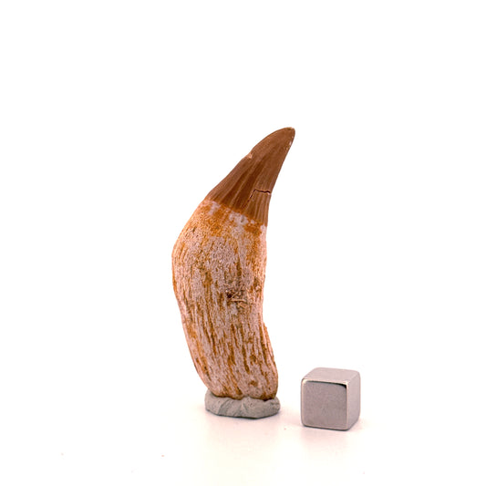 Gavialimimus almaghribensis Mosasaur tooth, Late Cretaceous, Morocco (2.29")