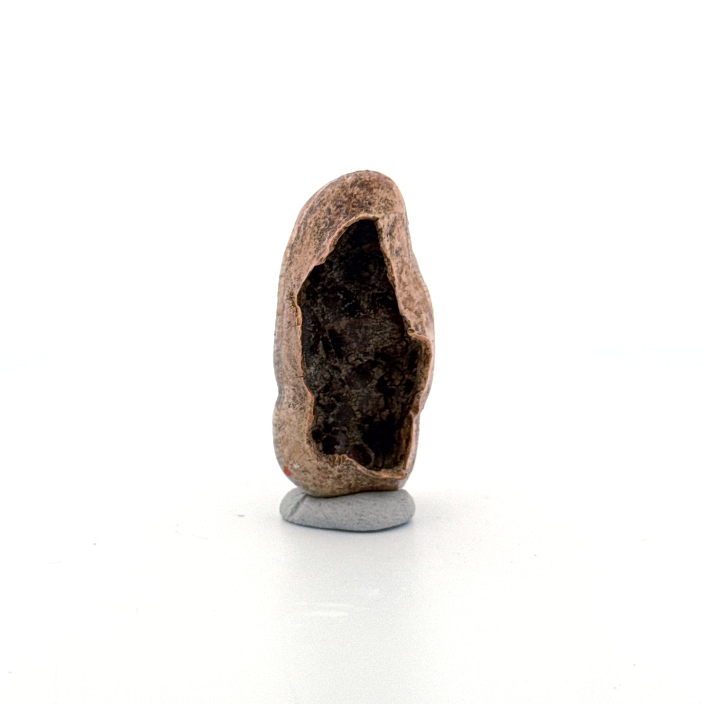 Cave Bear (Ursus spelaeus) molar crown from pleistocene, Rumania (1.75")
