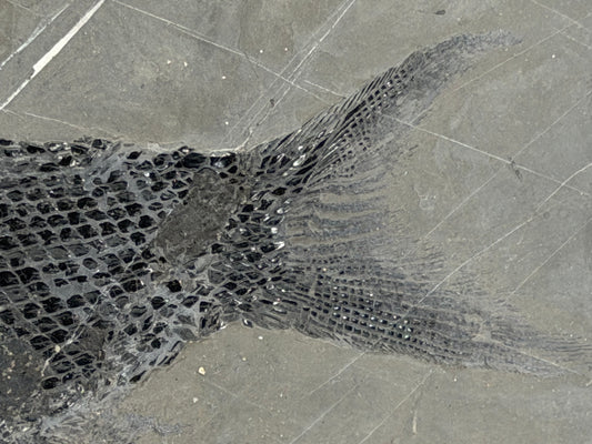 Asialepidotus shingyiensis Fossil Fish (7.28") from Triassic Period, China