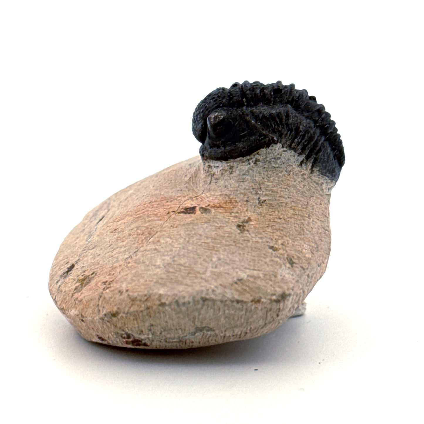 Gerastos granulosus Devonian Trilobite Fossil from Morocco (A024)