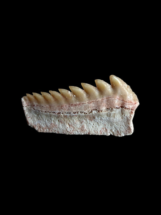 Rare Hexanchus microdon Fossil Shark Tooth