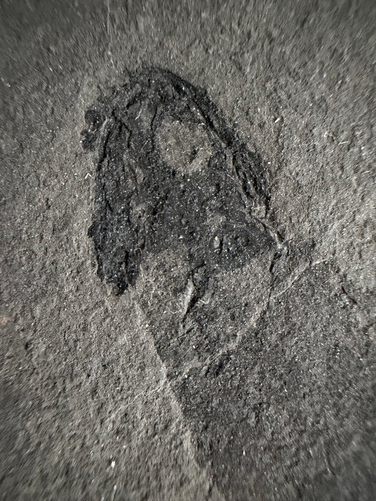 Permian temnospondyl Amphibian Fossil from Germany | 2.36"