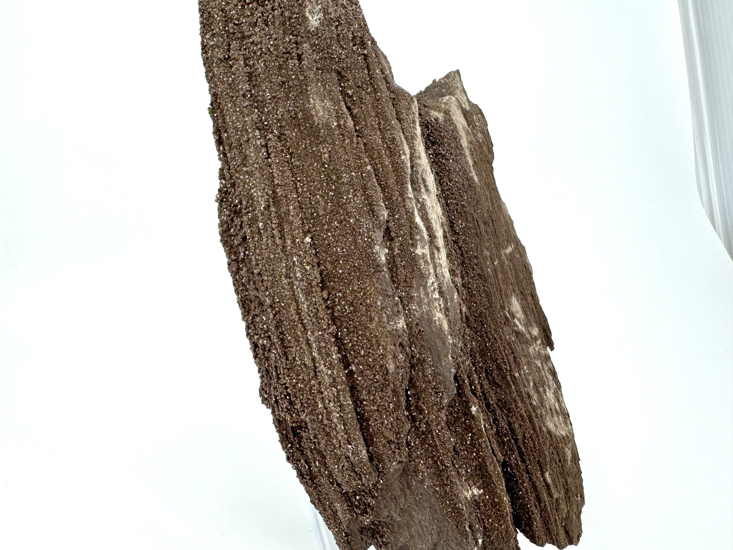 Large Permineralized Wood Covered In Druzy Quartz from Germany (611 Grams)