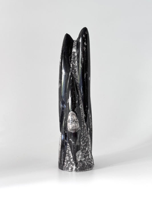 Orthoceras Cephalopod Fossil (+/- 9.00") - Devonian, Morocco