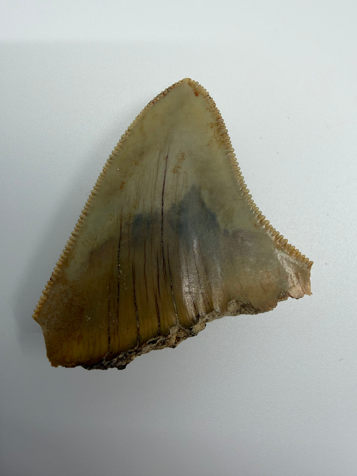 Megalodon Tandfragment uit Indonesië | 1,75 inch