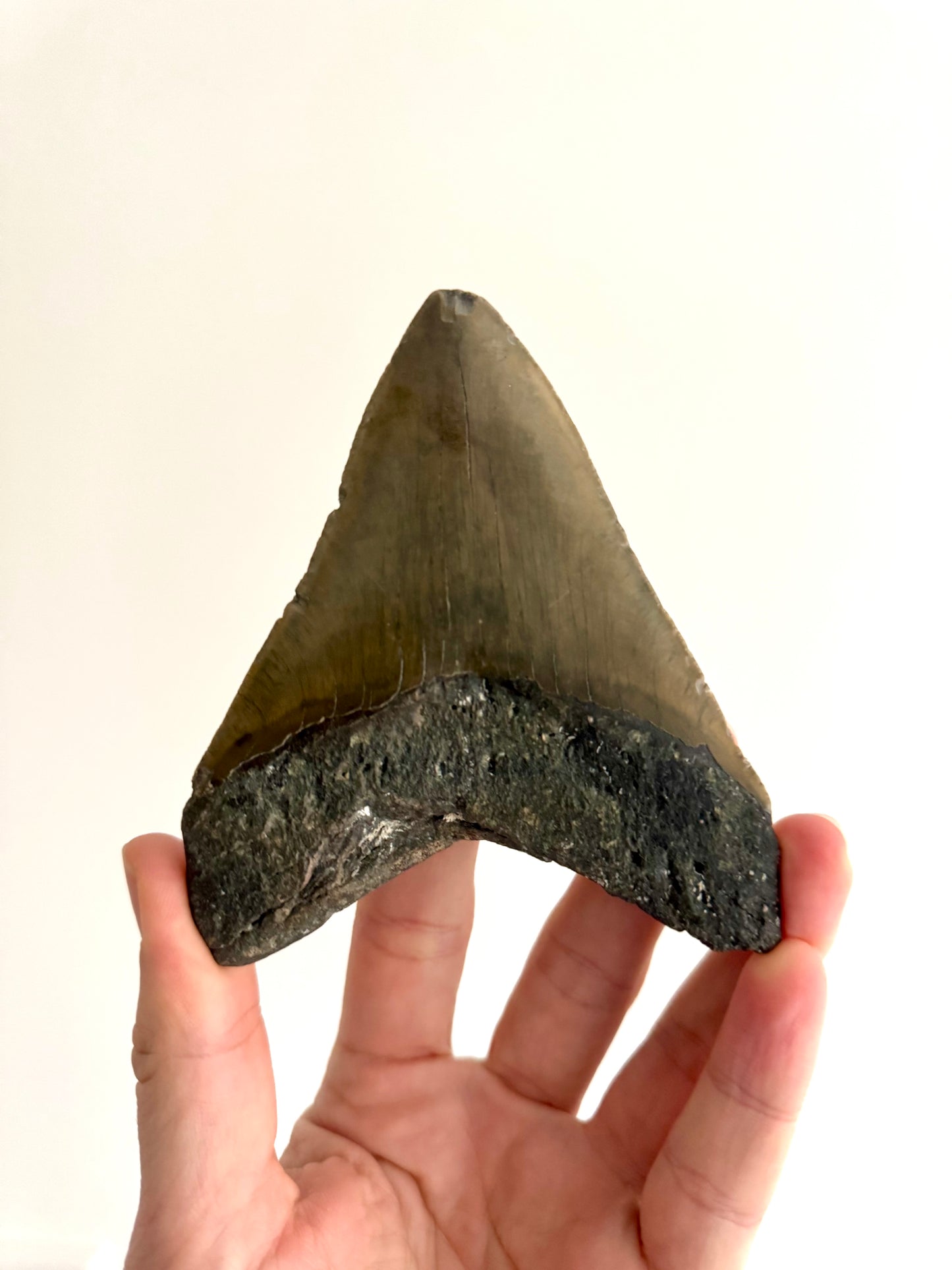 Megalodon tooth fossil (4.63") - Miocene, USA