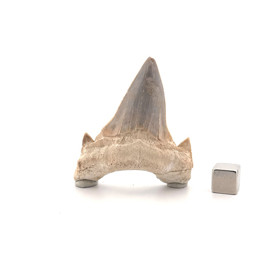 Otodus obliquus Fossil Shark Tooth from Eocene, Morocco (2.33")