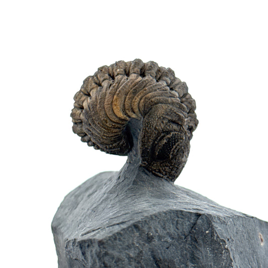 Devonian Phacopid Trilobite from Morocco | 2"