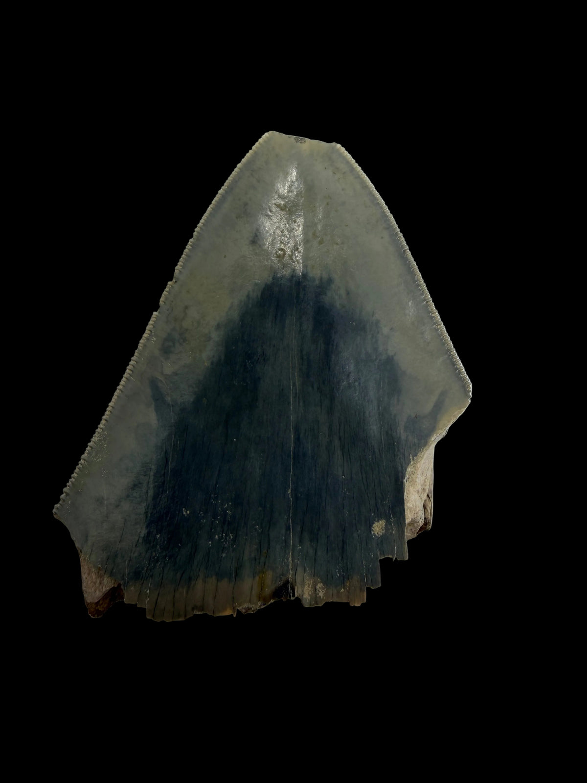 Megalodon Tandfragment uit Indonesië | 3,18 inch