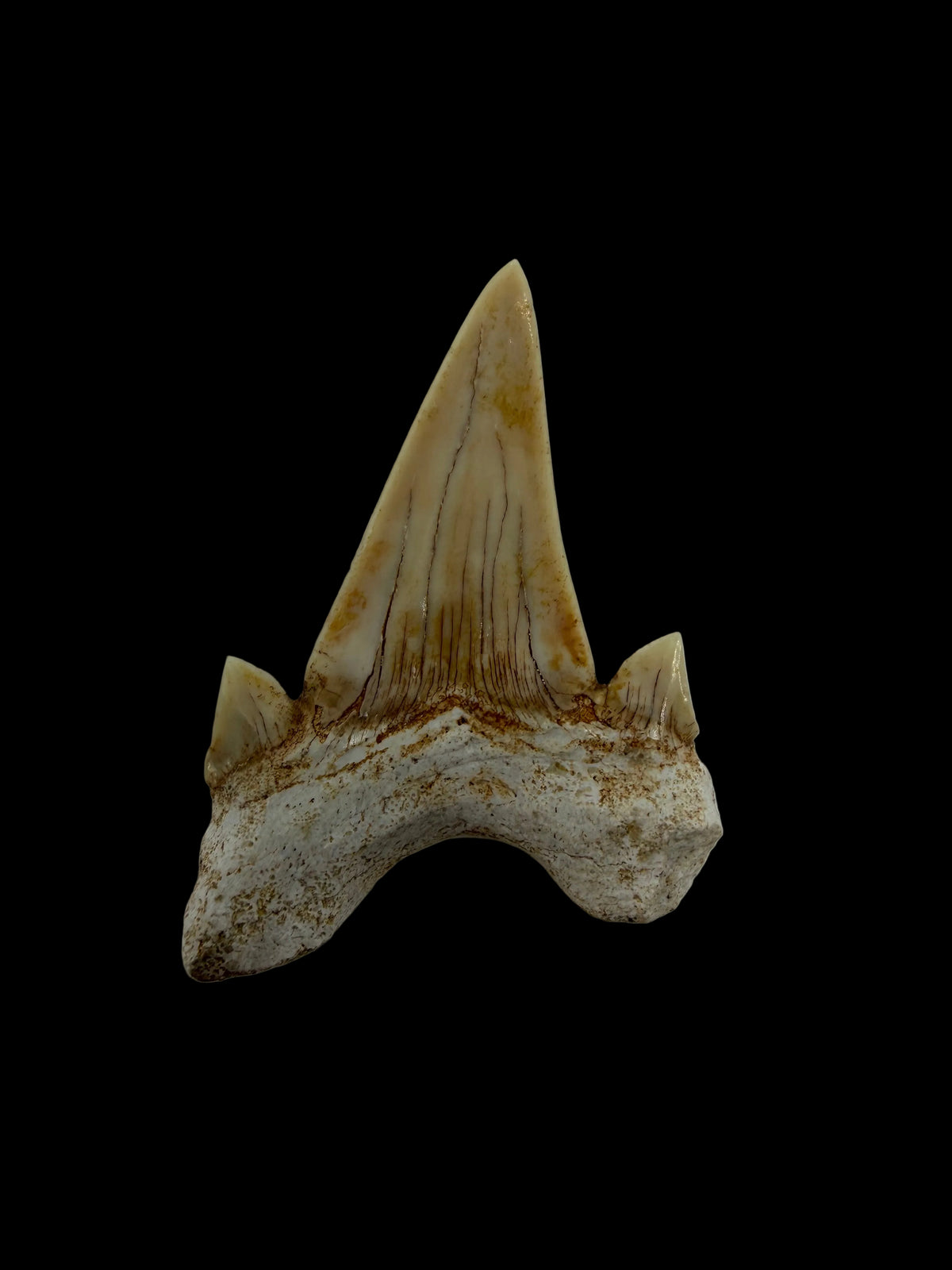 Otodus obliquus Fossil Shark Tooth from Eocene, Morocco | 1.92"