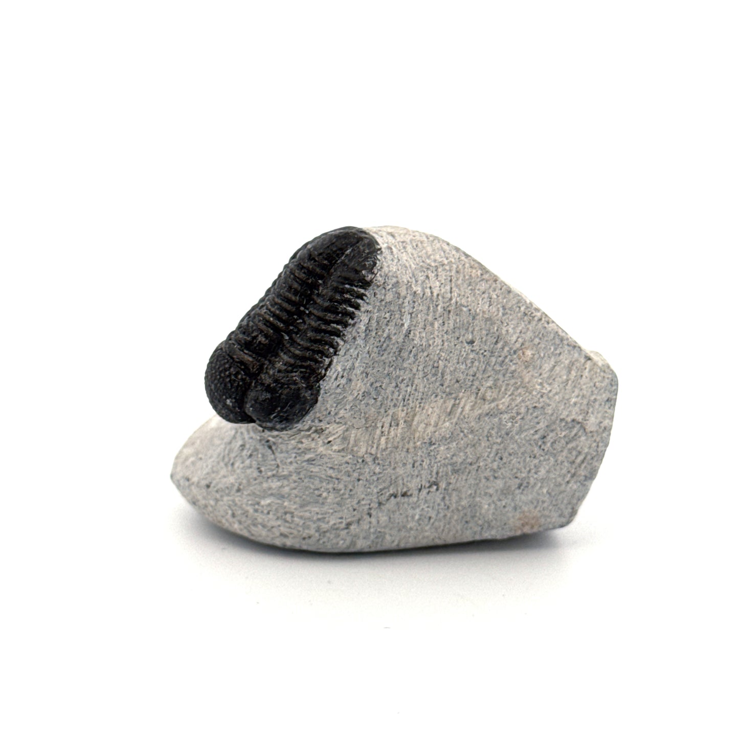 Gerastos granulosus Devonian Trilobite Fossil from, Morocco (A015)