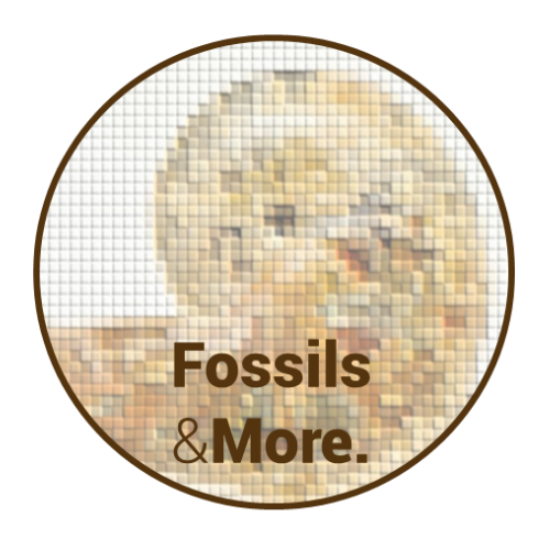 FossilsAndMore