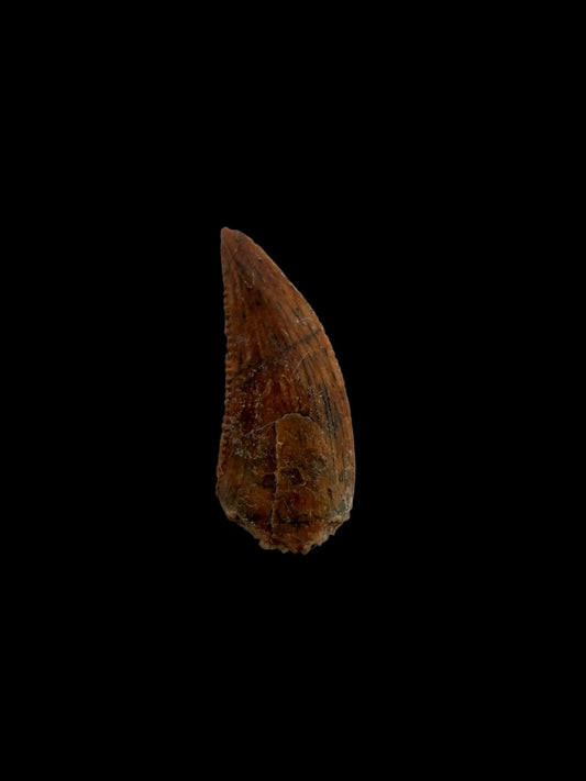 Abelisaurid fossil dinosaur tooth from Kem Kem, Morocco (0.51") - FossilsAndMore