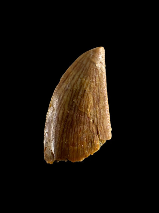Abelisaurid fossil dinosaur tooth from Kem Kem, Morocco (0.58") - FossilsAndMore