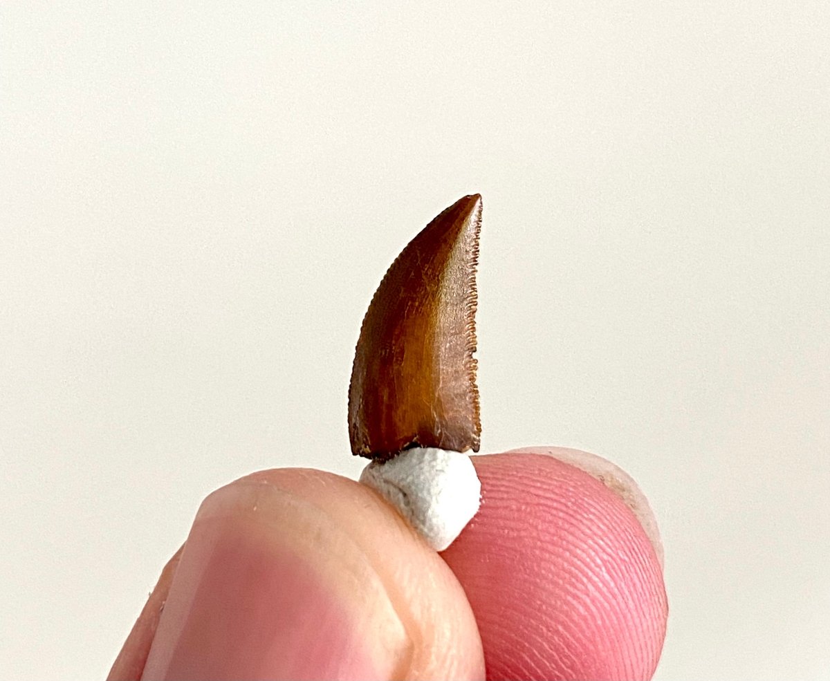 Abelisaurus species fossil tooth (0.54"), Kem Kem, Morocco - FossilsAndMore