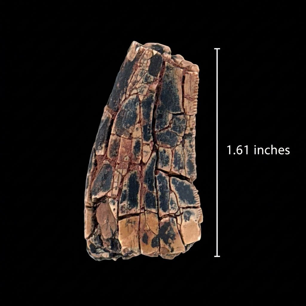 Afrovenator abakensis fossil dinosaur tooth fragment (1.61") - Jurassic, Niger - FossilsAndMore