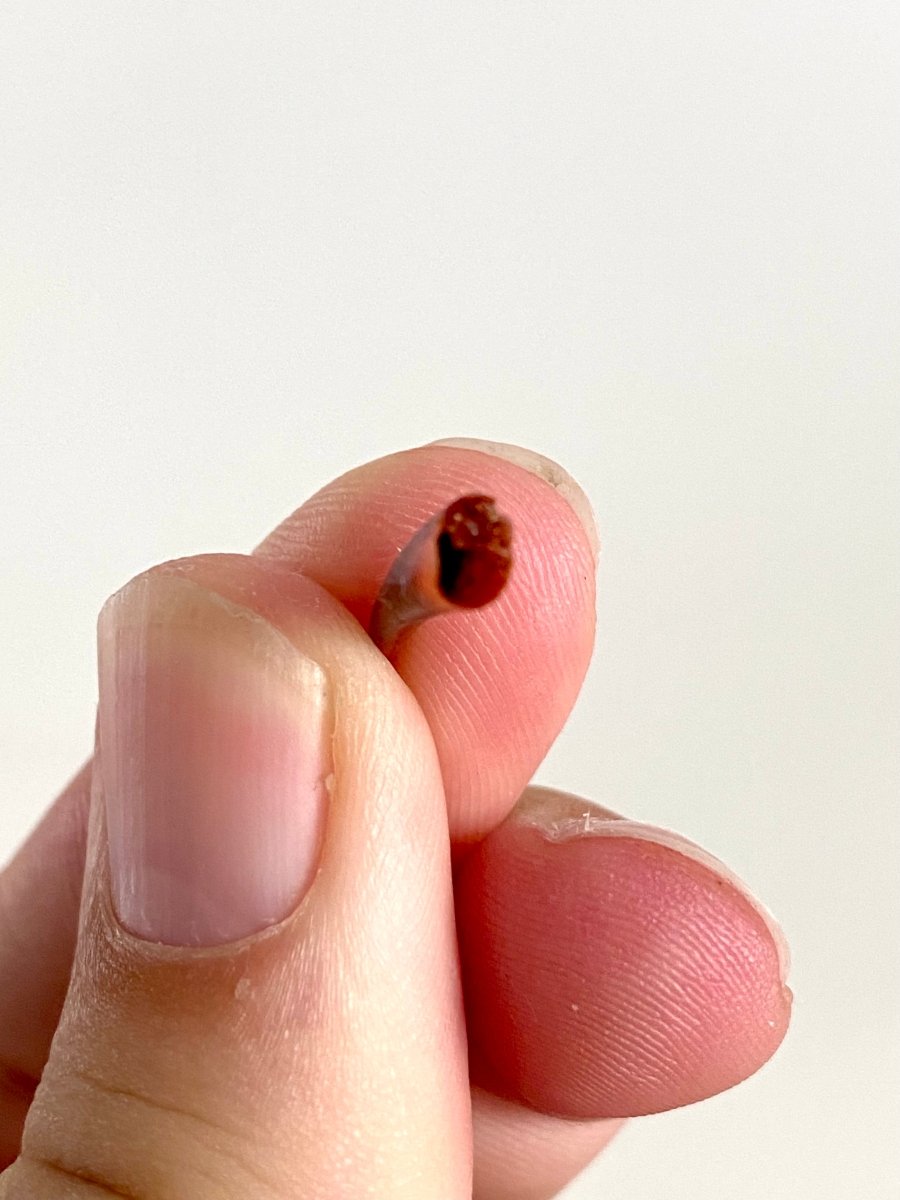 Aidachar pankowskii Fossil Fish Tooth (0.74") - Late Cretaceous, Morocco - FossilsAndMore