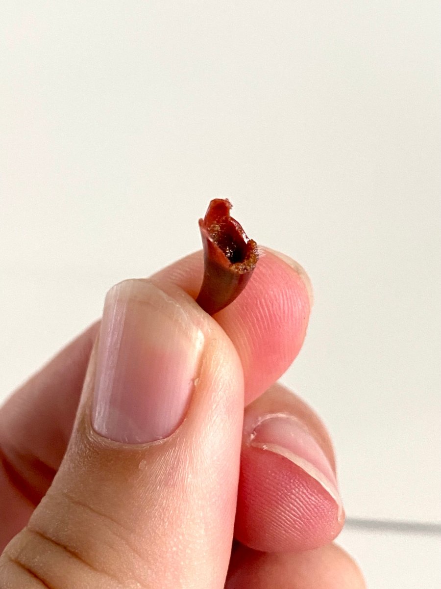 Aidachar pankowskii Fossil Fish Tooth (0.81") - Late Cretaceous, Morocco - FossilsAndMore