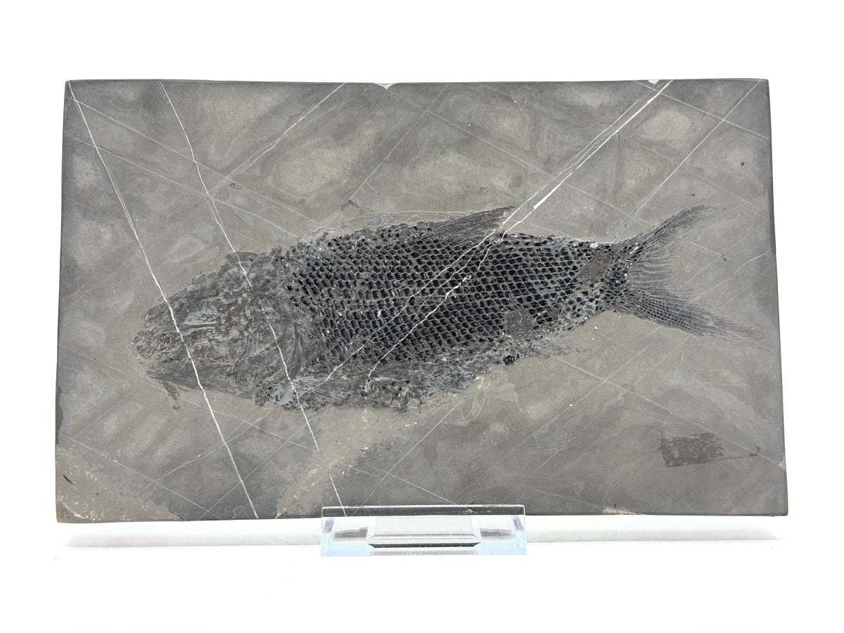 Asialepidotus shingyiensis Fossil Fish (7.28") from Triassic Period, China - FossilsAndMore