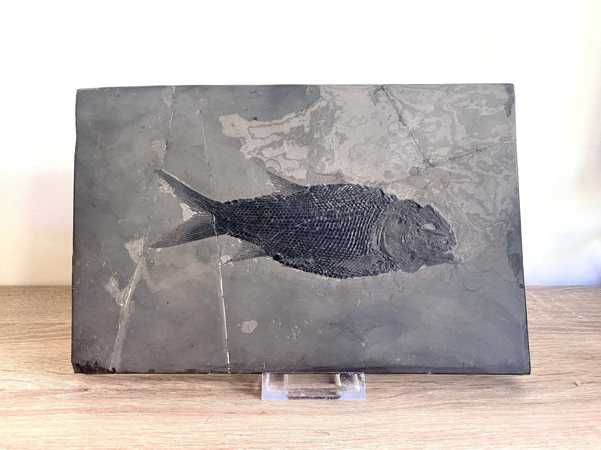 Asialepidotus shingyiensis Fossil Fish (7.48") – Triassic Period, China - FossilsAndMore