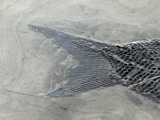 Asialepidotus shingyiensis Fossil Fish (7.80") from Triassic Period, China - FossilsAndMore