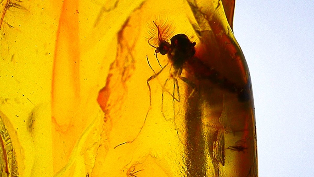 Baltic Amber fossil with Fly Species insect - Eocene, Baltic Sea Region - FossilsAndMore