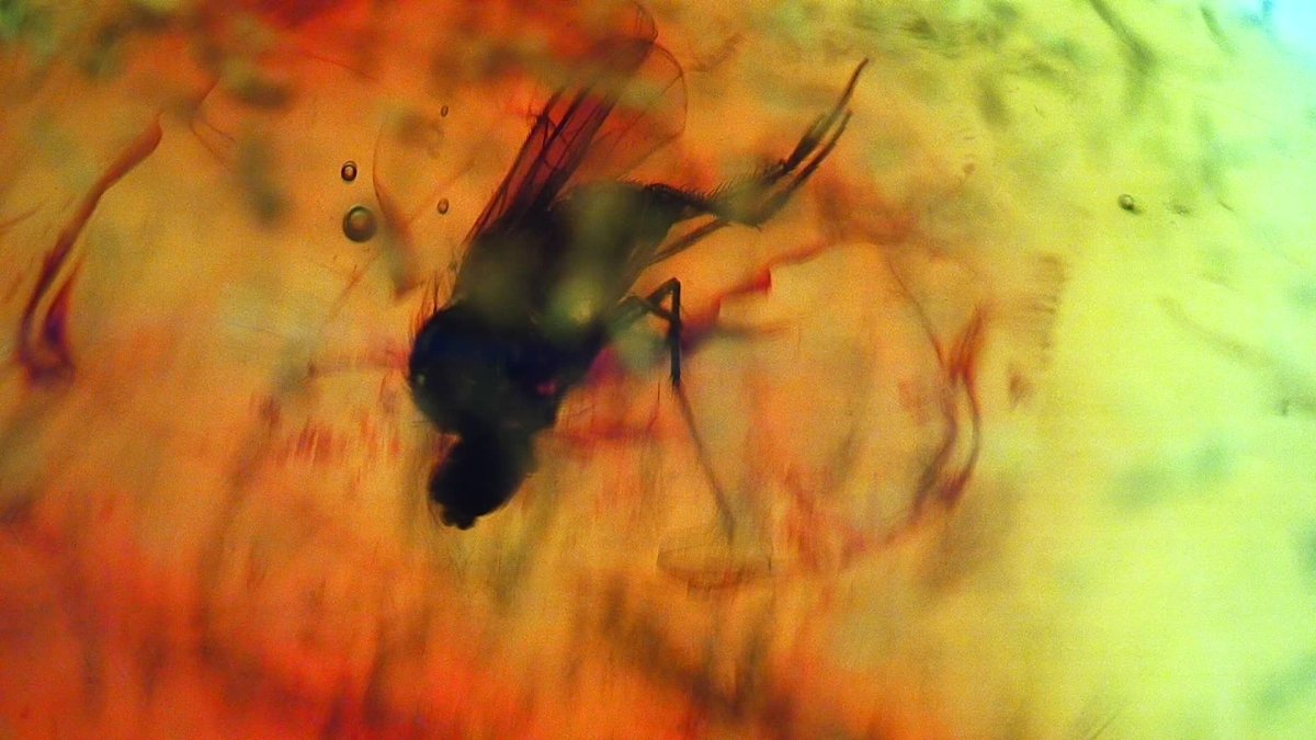 Baltic Amber fossil with Fly Species insect - Eocene, Baltic Sea Region - FossilsAndMore