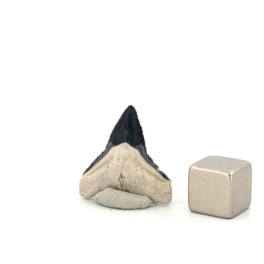 Bone Valley Bull shark fossil tooth from Miocene, USA (0.85") - FossilsAndMore