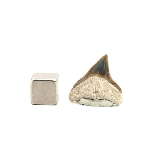 Bone Valley Bull shark fossil tooth from Miocene, USA (0.87") - FossilsAndMore