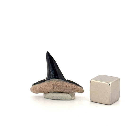 Bone Valley Lemon shark fossil tooth from Miocene, USA (0.92") - FossilsAndMore
