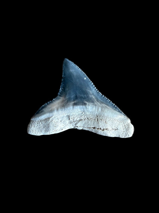 Bull shark fossil tooth from Bone VAlley, USA | 0.81" - FossilsAndMore
