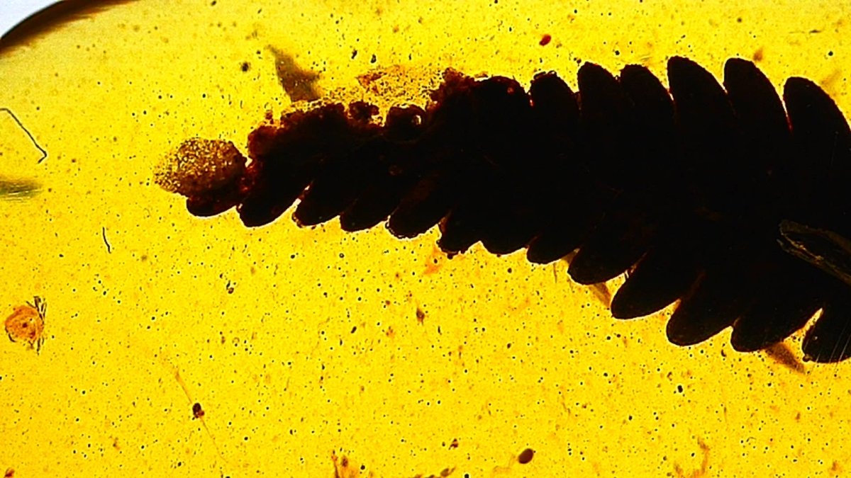 Burmese Amber fossil with leaf inclusion, Cretaceous period (0.52") - FossilsAndMore