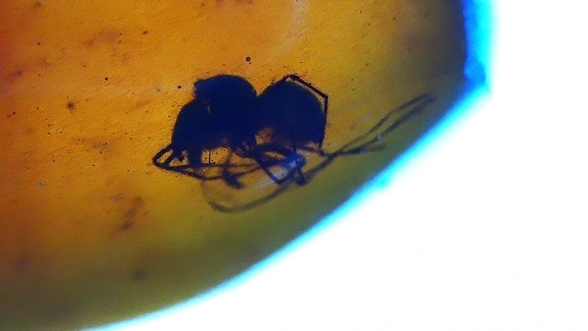Burmese Amber fossil with spider insect inclusion, Cretaceous period (0.73") - FossilsAndMore