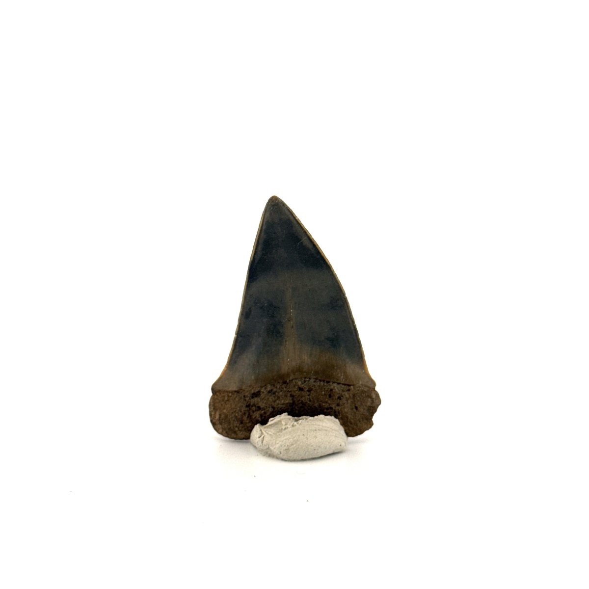 C. Hastalis fossil shark tooth (1.79") from Antwerp, Belgium - FossilsAndMore