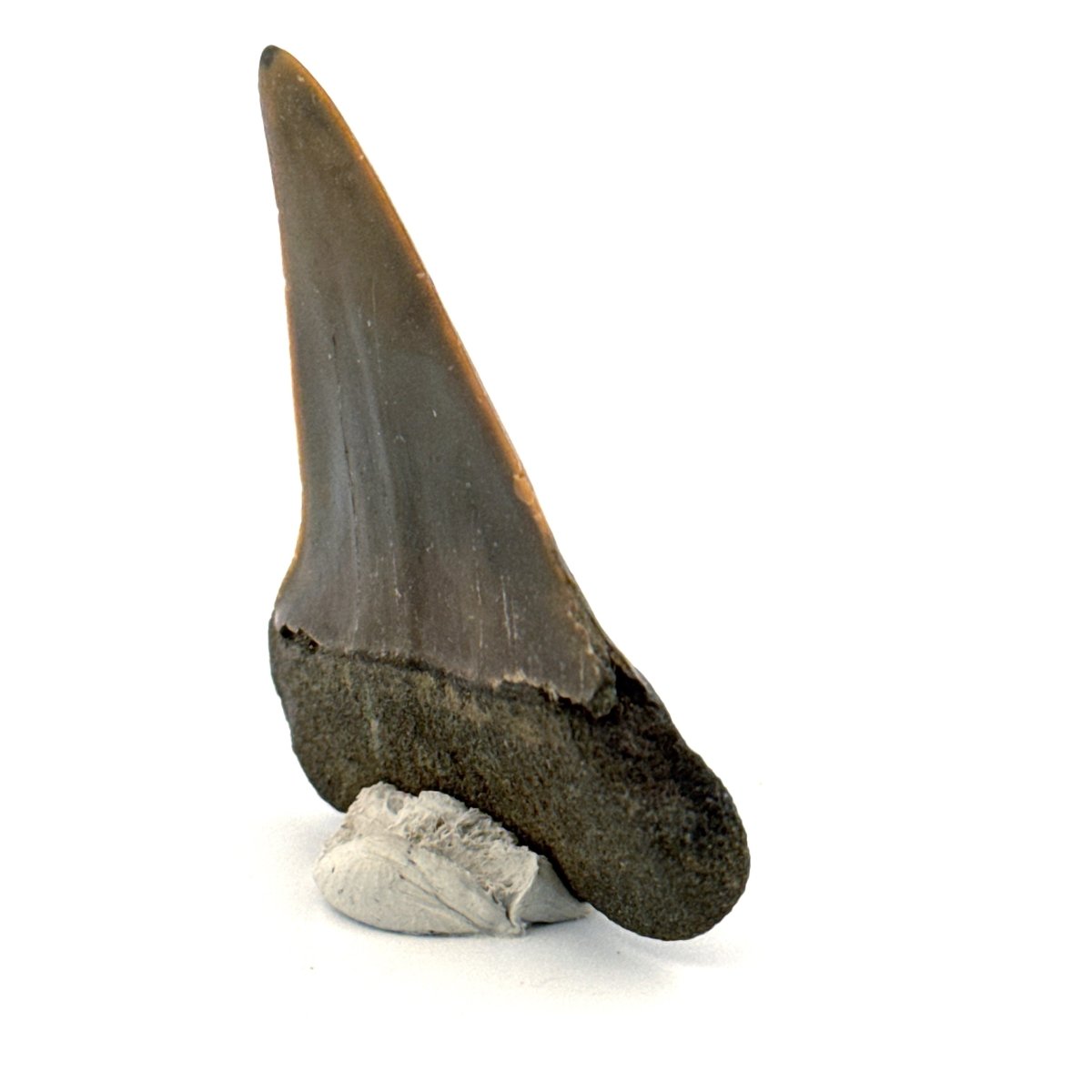 C. Hastalis fossil shark tooth (2.18") from Antwerp, Belgium - FossilsAndMore