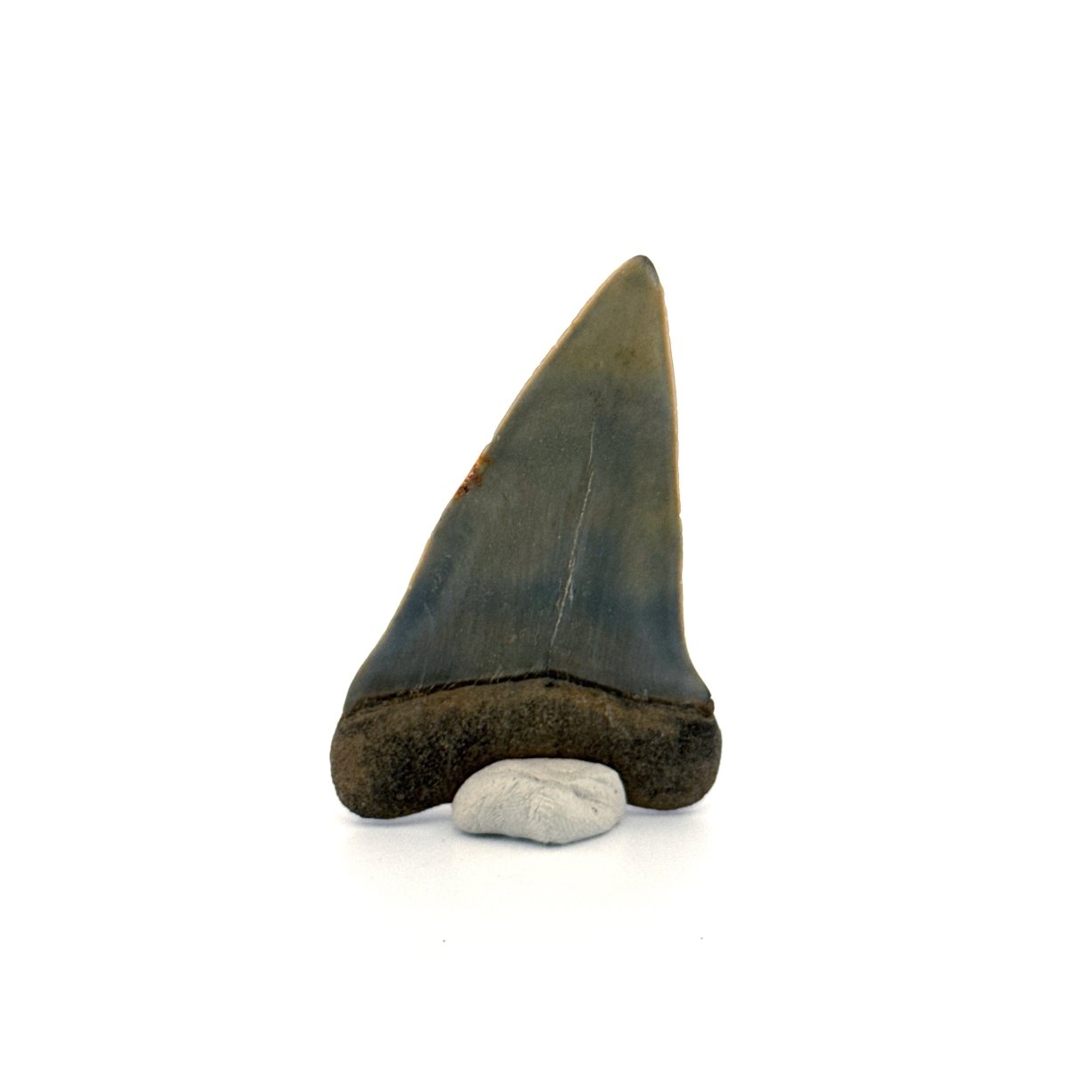 C. Hastalis fossil shark tooth (2.42") from Antwerp, Belgium - FossilsAndMore
