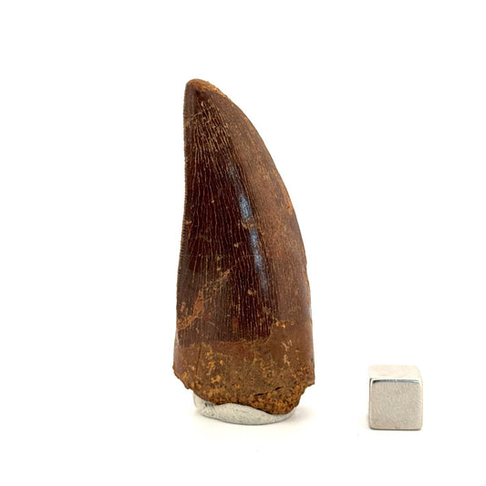 Carcharodontosaurus fossil tooth, Cretaceous Dinosaur tooth from Kem Kem Beds, Morocco (2.53") - FossilsAndMore