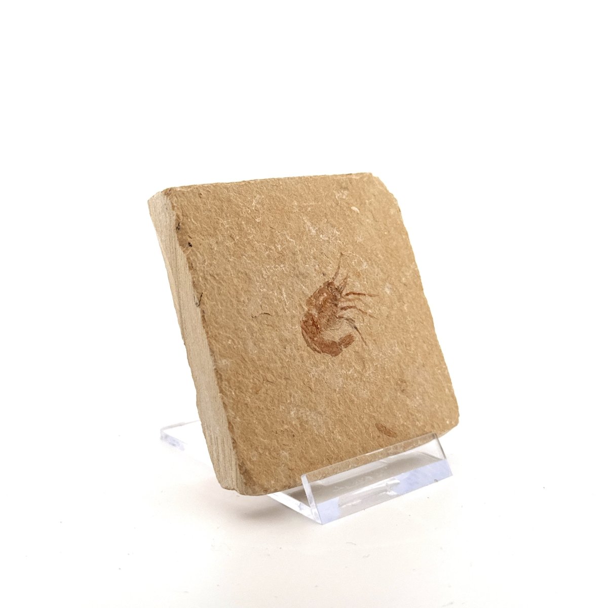 Carpopenaeus Callirostris fossil shrimp on matrix (1.07") - Cretaceous, Lebanon - FossilsAndMore