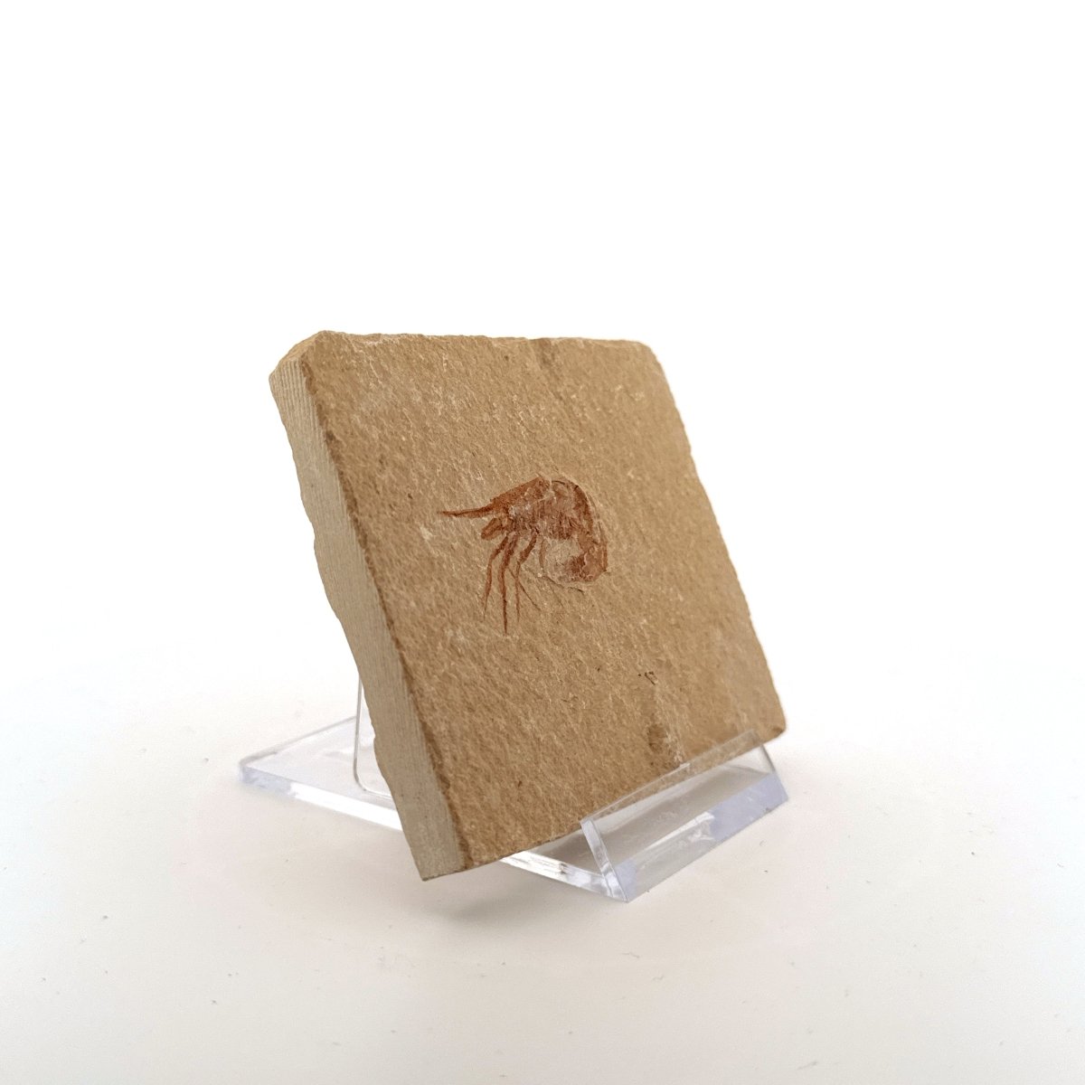 Carpopenaeus Callirostris fossil shrimp on matrix (1.16") - Cretaceous, Lebanon - FossilsAndMore