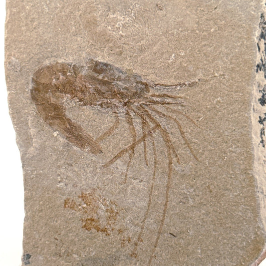 Carpopenaeus Callirostris, Fossil shrimp on matrix (1.57") from Lebanon - FossilsAndMore